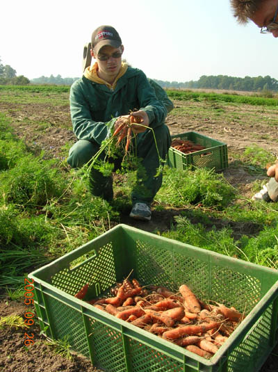 Morötter